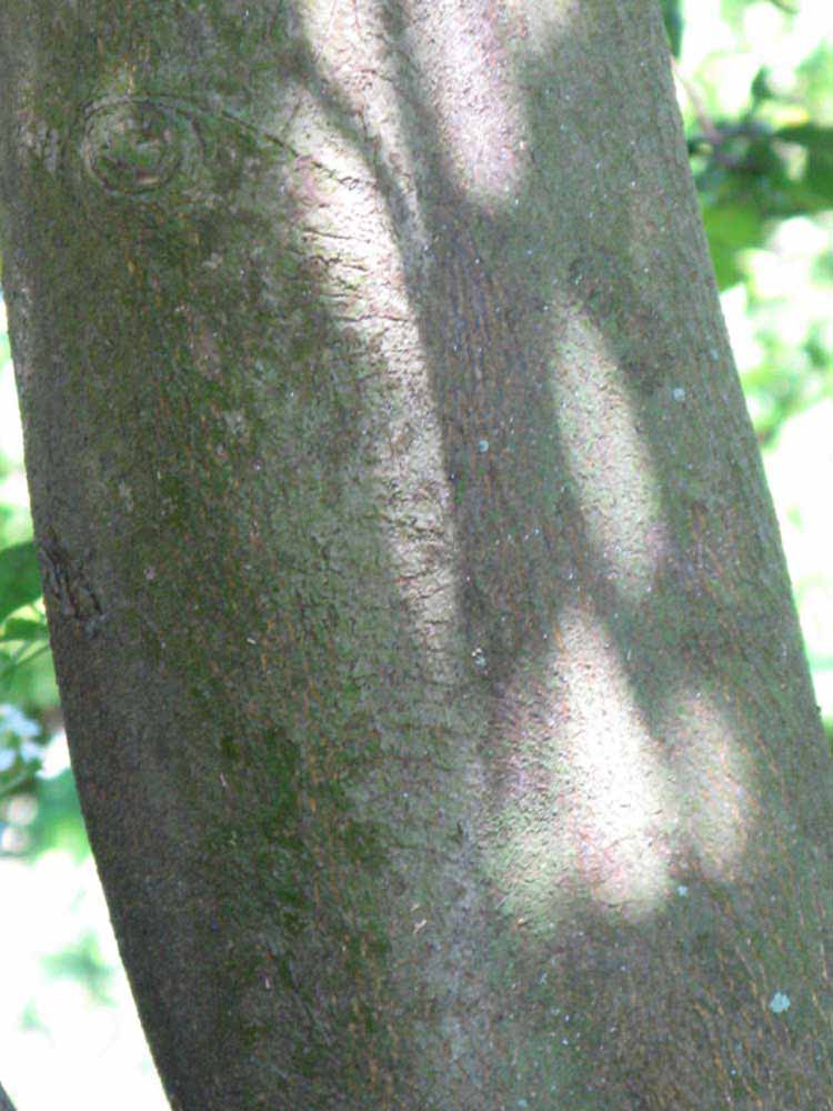               Bark (Kaffir, Winter Haven, FL)   